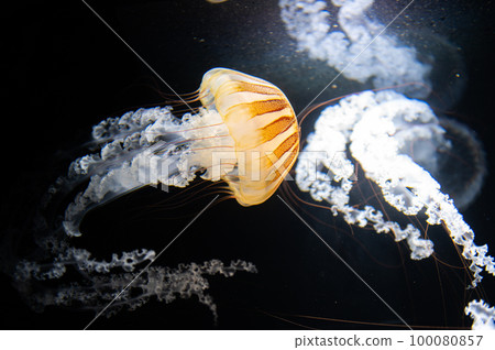 水母普卡普卡 100080857