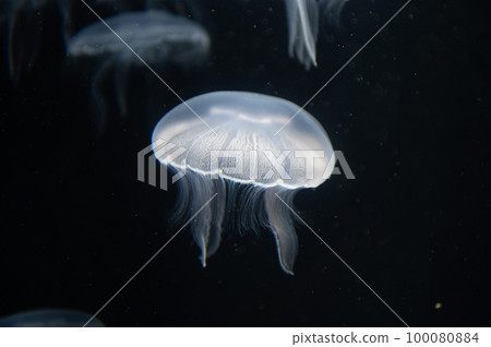 Jellyfish pukapuka Jellyfish pukapuka 100080884