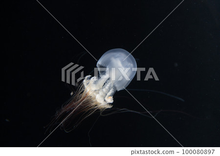 水母普卡普卡 100080897