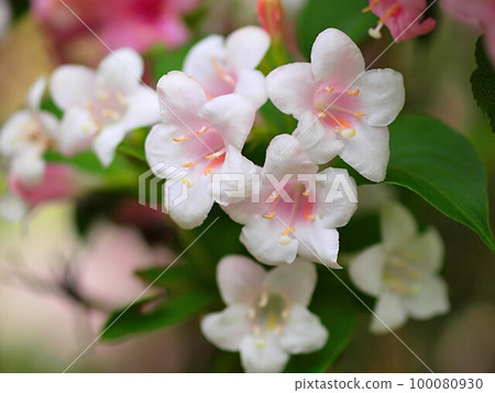 close-up of boxwood flowers 100080930