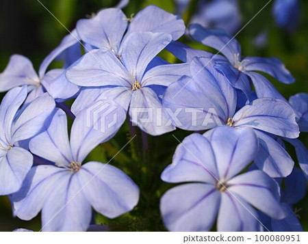 亂花 亂花 100080951