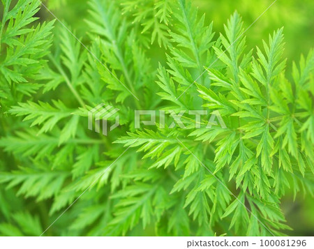 在領域的紅蘿蔔葉子紋理 100081296