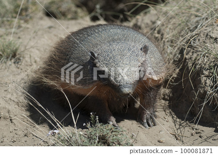 Hairy Armadillo, in desert environment, Peninsula Valdes, Patagonia, Argentina 100081871