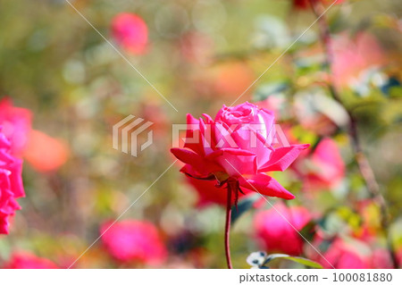 玫瑰花愛 玫瑰花愛 100081880