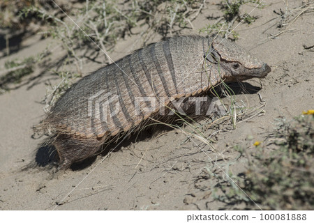 Hairy Armadillo, in desert environment, Peninsula Valdes, Patagonia, Argentina 100081888