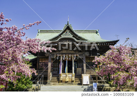 東京、海螺小姐的小鎮、新櫻町、櫻花神社、參拜堂和盛開的櫻花 100083109