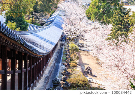 有櫻花的吉備津神社走廊 100084442