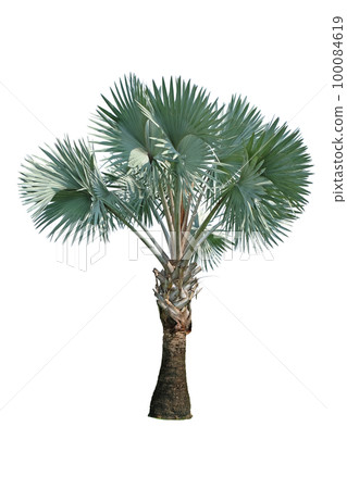 Bismarck Palm Tree Bismarck Palm Tree 100084619