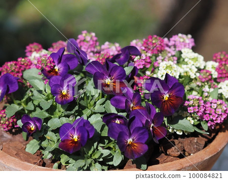 Group planting of peach or viola and alyssum Group planting of peach or viola and alyssum 100084821