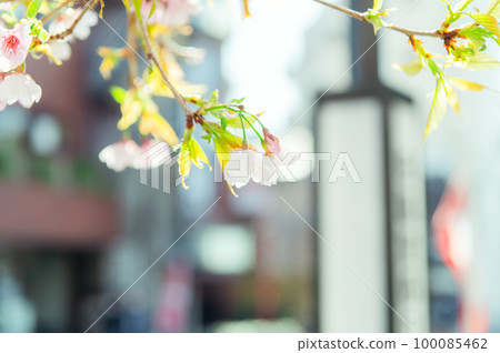 Sakura in everyday life Sakura in everyday life 100085462