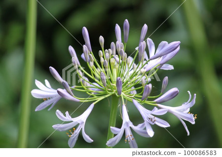 百子花 100086583