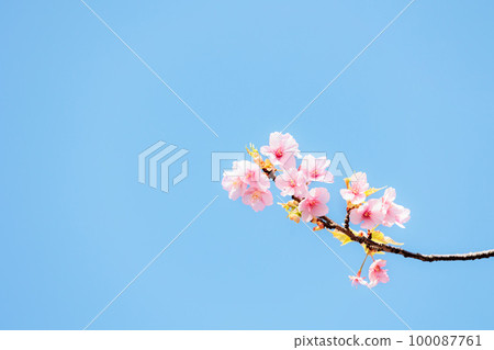 五顏六色的櫻花散發著春天的氣息 100087761