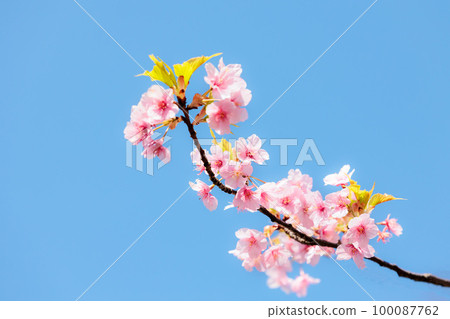 五顏六色的櫻花散發著春天的氣息 100087762