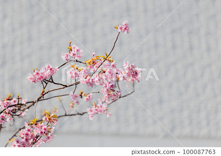 五顏六色的櫻花散發著春天的氣息 100087763