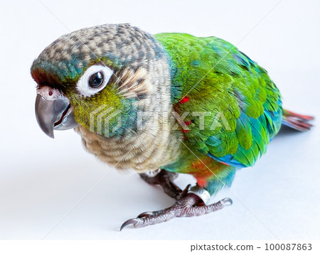 Crimson bellied conure parrot in the white background Crimson bellied conure parrot in the white background 100087863