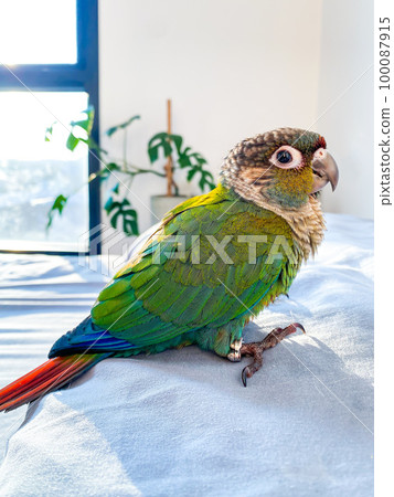 Crimson bellied conure parrot in the bedroom 100087915