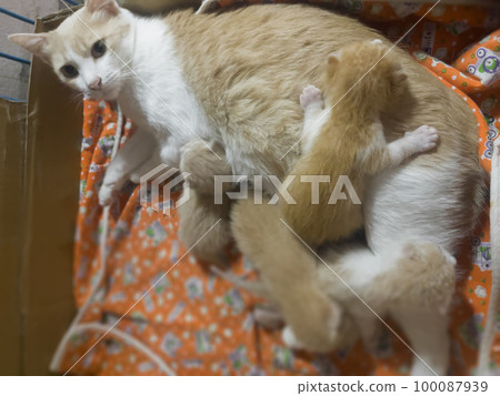 Newborn cat babies breastfeeding on mommy 100087939