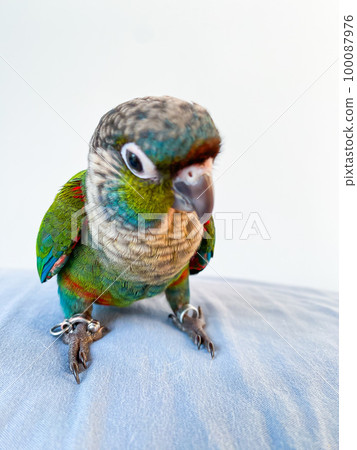 Crimson bellied conure parrot in the bedroom Crimson bellied conure parrot in the bedroom 100087976