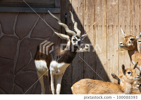 EOSR6. Blackbuck with conspicuous males in Hiroshima city. EOSR6. Blackbuck with conspicuous males in Hiroshima city. 100088393