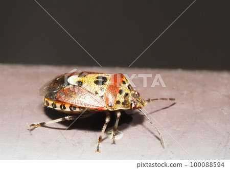 long stink bug long stink bug 100088594