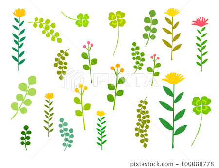 Botanical illustrations of plants 100088778