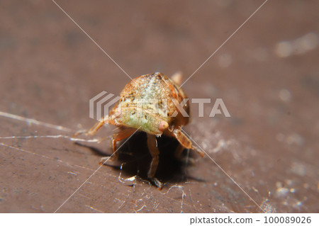 一種角蟬的幼蟲 100089026