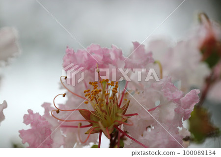 White-pink crape myrtle flower in full bloom with curled petals (macro close-up photography) White-pink crape myrtle flower in full bloom with curled petals (macro close-up photography) 100089134