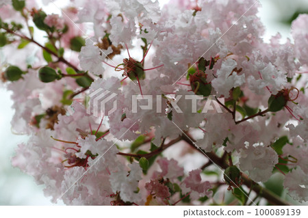 White-pink crape myrtle panicle in full bloom with curly petals (macro close-up photography) White-pink crape myrtle panicle in full bloom with curly petals (macro close-up photography) 100089139