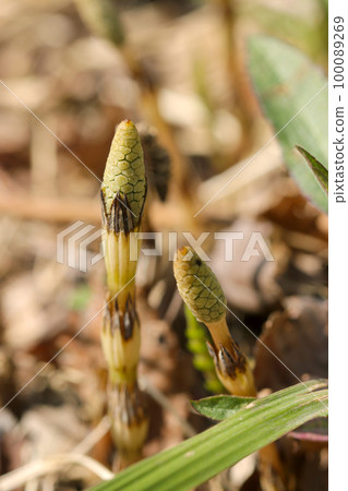 A horsetail wearing a cute headdress (hakama) grows out of the ground in the spring field. 100089269