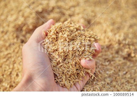 Hand holding rice husk Agriculture rice 100089514