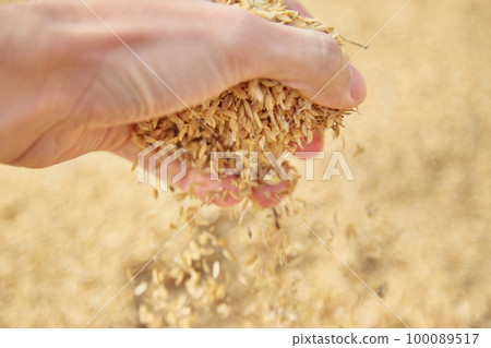 手拿著稻殼農業水稻 100089517