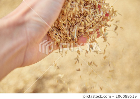Hand holding rice husk Agriculture rice 100089519