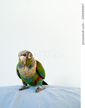 Crimson bellied conure parrot in the bedroom 100090007