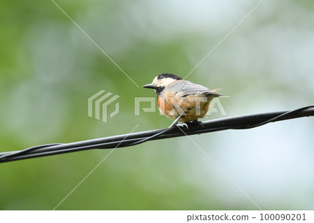 bird perched on a wire bird perched on a wire 100090201