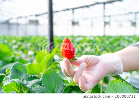 House Strawberry Strawberry Picking Atsumi Peninsula 100090731