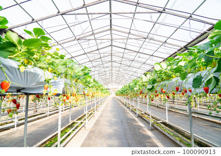 House strawberries, strawberry picking 100090913