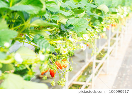 自家草莓、草莓採摘 自家草莓、草莓採摘 100090917