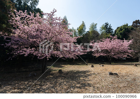 Kawazu Cherry Blossoms at Matsugasaki Castle Ruins, Kashiwa City, Chiba Prefecture 100090966