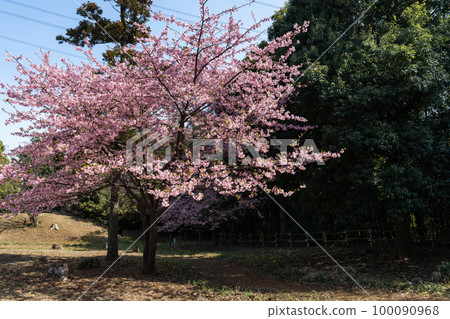 Kawazu Cherry Blossoms at Matsugasaki Castle Ruins, Kashiwa City, Chiba Prefecture Kawazu Cherry Blossoms at Matsugasaki Castle Ruins, Kashiwa City, Chiba Prefecture 100090968