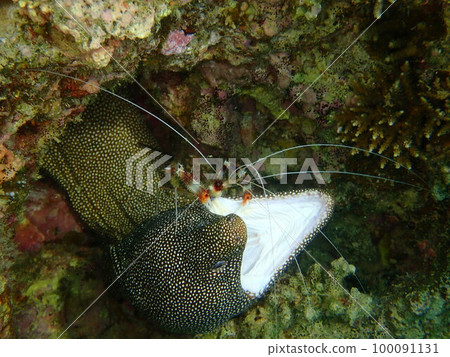 Will it be eaten by moray eels? na otohime Will it be eaten by moray eels? na otohime 100091131