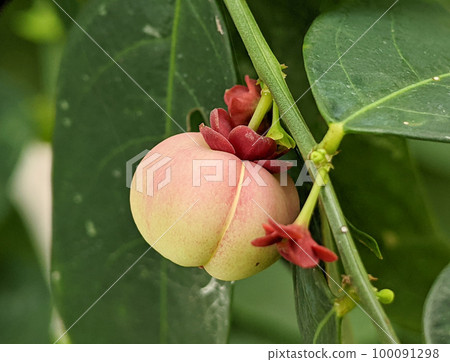 Seed of Sauropus androgynus, star gooseberry or sweet leaf. 100091298