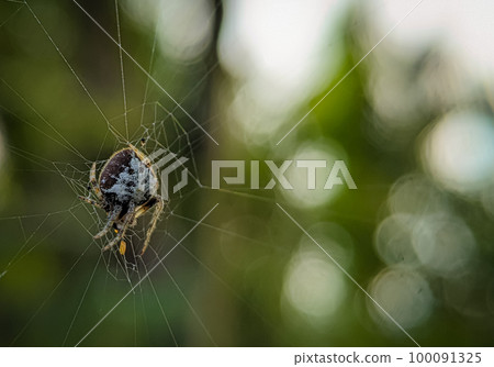 Tailed Orb-Weaver Spider, Eriovixia sp, Araneidae Family, Aranaea Order, with its prey. 100091325