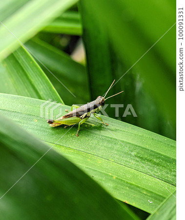 Closeup green grasshopper on green leaf with surrounded by green leaves Closeup green grasshopper on green leaf with surrounded by green leaves 100091331