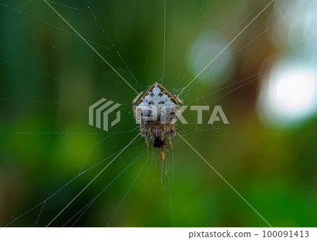 Tailed Orb-Weaver Spider, Eriovixia sp, Araneidae Family, Aranaea Order, with its prey. 100091413
