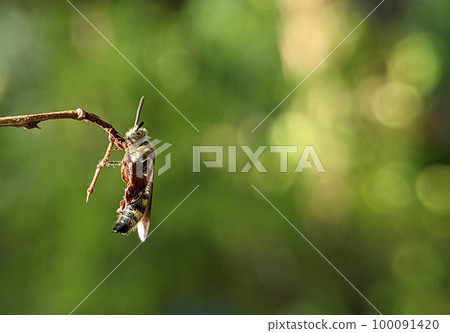 Scoliidae wasp, Yellow Hairy Flower Wasp,Close up of insect male Scoliidae wasp, Yellow Hairy Flower Wasp,Close up of insect male 100091420
