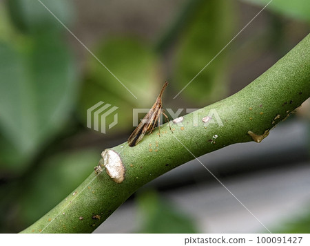 Dictyopharidae is a family of planthoppers, related to the Fulgoridae Dictyopharidae is a family of planthoppers, related to the Fulgoridae 100091427