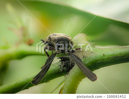 Callirhipis is a genus of beetles in the family Callirhipidae. 100091452