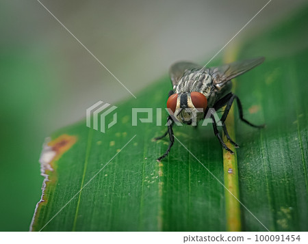 Closeup of a fly on a green leaf with a blurred background 100091454