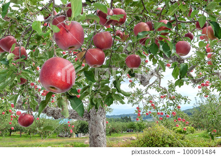 【青森縣弘前市的蘋果】津輕的秋天蘋果園正在收穫 100091484