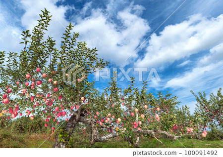 [Hirosaki City, Aomori Prefecture] Blue sky and apples. Autumn in Tsugaru, apple orchards are harvesting 100091492